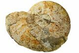 Bargain, Jurassic Fossil Ammonite (Leioceras) - Dorset, England #189625-1